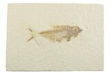 Bargain, Fossil Fish (Diplomystus) - Wyoming #369494-1